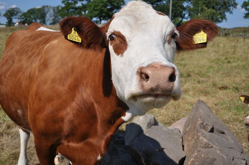 Необычные экологические и этические инновации в скотоводстве: 8 идей