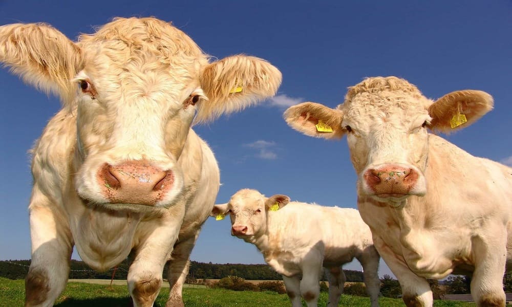 6 идей в бизнесе на скотоводстве в стиле фрик