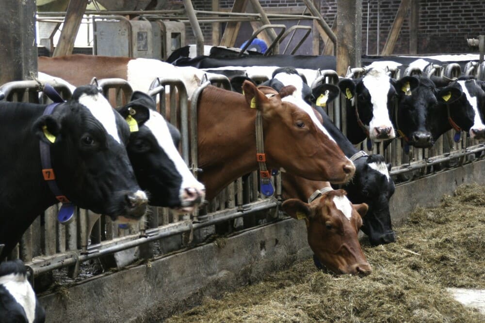 Необычные экологические и этические инновации в скотоводстве: 8 идей
