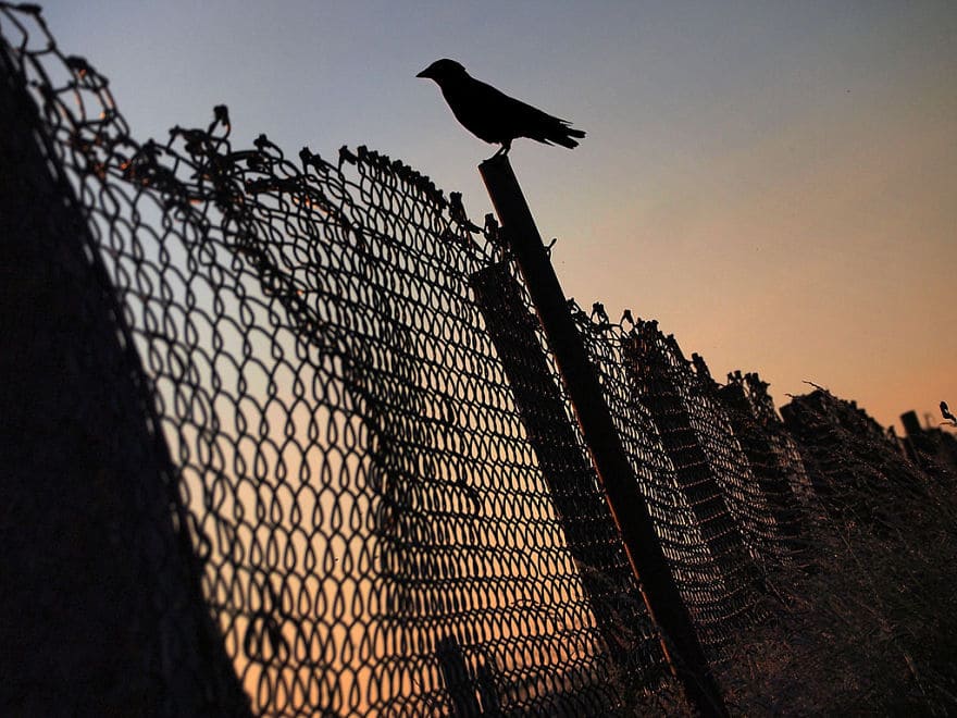 Тренд на бёрдвотчинг: наблюдение за птицами как бизнес