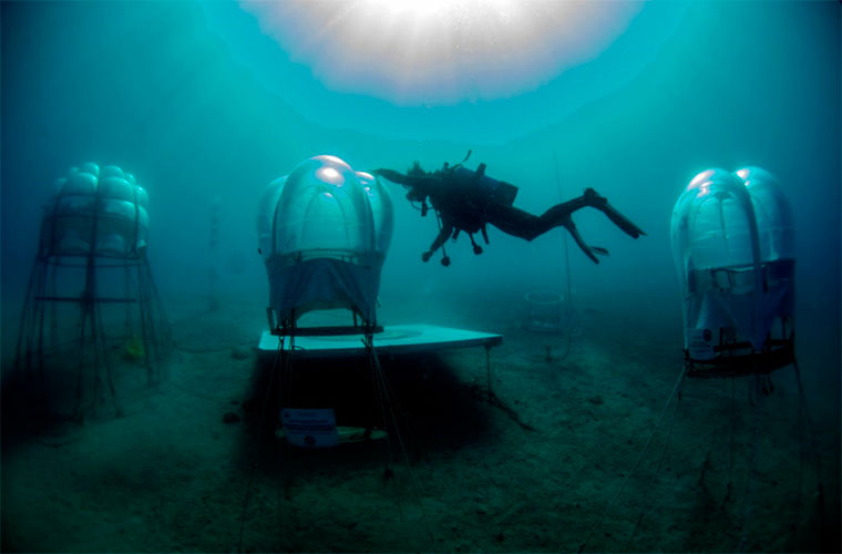 Бизнес идея №5478. Подводные огороды. Аквалангисты выращивают урожай в воздушных пузырях