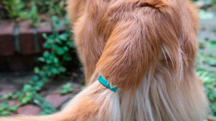 Бизнес-идея: девайс, носимый на собачьем хвосте: трекер собачьих эмоций