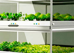 Корейский нано-сад – огород на вашей кухне