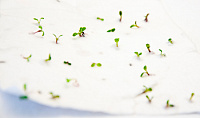 Цветочный кроссинг – посткроссинг или открытки с семенами