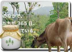 Нобычная молочная идея бизнеса: Лесное молоко от коров из лесной фермы