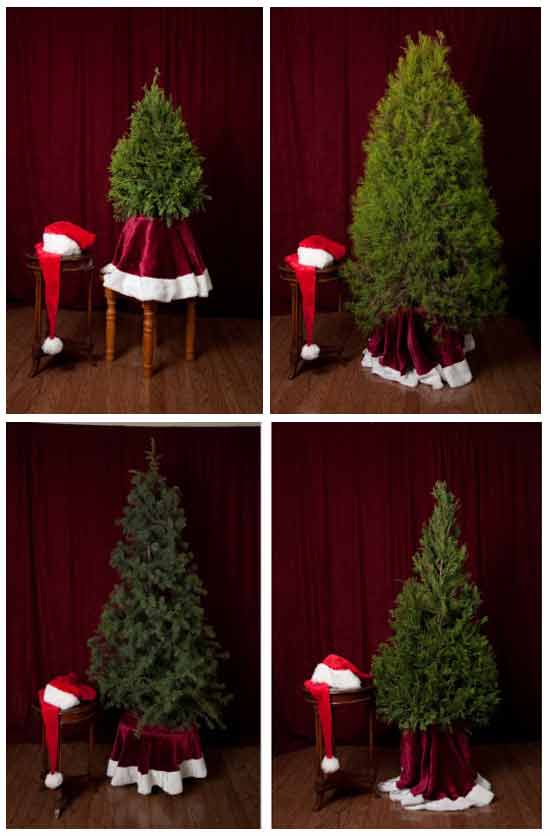 праздничная идея бизнеса: Новогодние елки в аренду