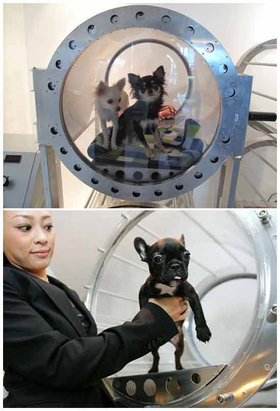 Идеи бизнеса на домашних животных: Килородотерапия для собак