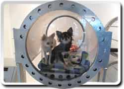 Идеи бизнеса на домашних животных: Килородотерапия для собак
