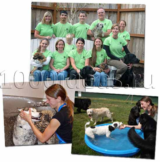 Идеи бизнеса на домашних животных: Оздоровительный лагерь для домашних питомцев