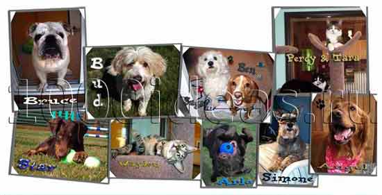 Идеи бизнеса на домашних животных: Оздоровительный лагерь для домашних питомцев