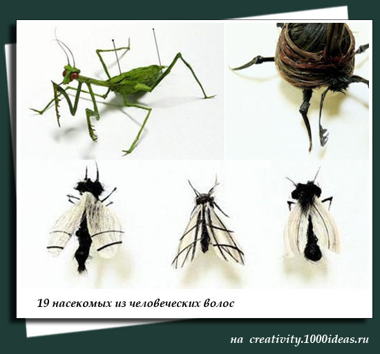19 насекомых из человеческих волос