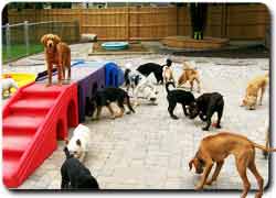 Детская площадка для собак Playground Pups