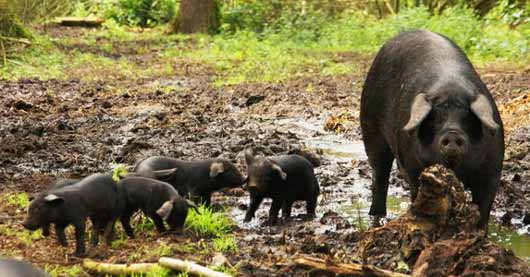 Компания Buitengewone Varkens предлагает инвесторам вкладывать деньги в ее свиноферму, в обмен обещает обеспечивать их продуктами из свинины в течение последующих трех лет.