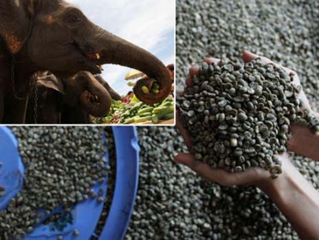 Производство элитного кофе в слоновьих масштабах