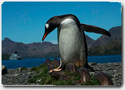 Бизнес-идея: виртуальные пингвины указывают дорогу к океанариуму