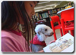 Бизнес-идея: книжные собаки в детских библиотеках