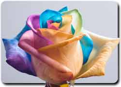 Бизнес-идея № 1666. Разноцветные розы