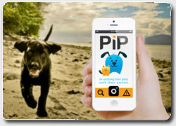 Бизнес-идея: мобильное приложение для поиска пропавших собак