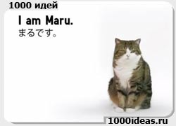 Рекламная идея: японский кот Мару снимается в рекламе