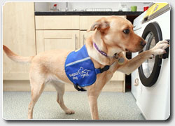 Бизнес-идея: стиральная машина для инвалидов, которой может управлять собака