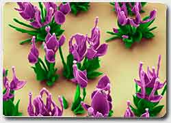 Бизнес-идея: микроскопические наноцветы выращенные в пробирке