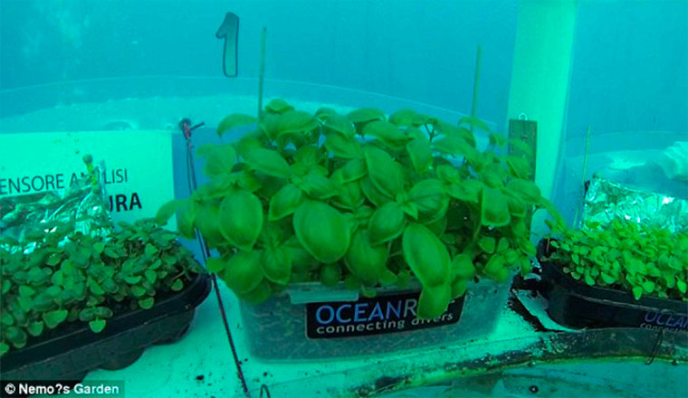Бизнес идея №5478. Подводные огороды. Аквалангисты выращивают урожай в воздушных пузырях
