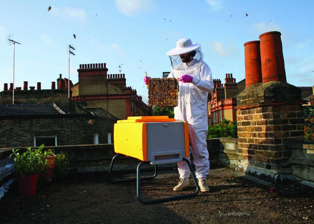 Бизнес-идея: пчеловодство как хобби для горожан