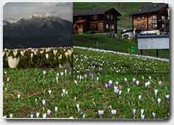 Рекламная идея №4096. Швейцарская деревня прославилась на весь мир благодаря Facebook