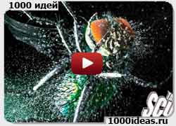 Видеоколлекция выпуск №4: лучшая реклама средств от насекомых