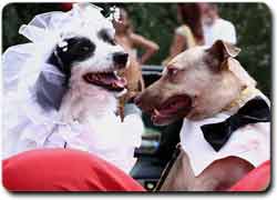 Бизнес-идея: «собачья свадьба» за деньги