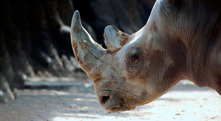 Бизнес идея №5334. Производство искусственных носорожьих рогов в защиту экологии