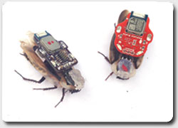 Тараканы-роботы станут первыми продаваемыми киборгами