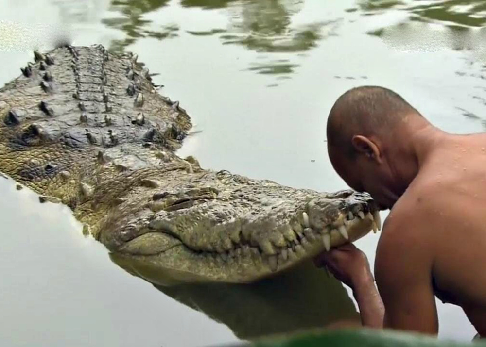 Пляски с крокодилом