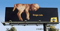 Оригинальная реклама услуг для животных
