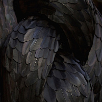 Kate MccGwire и скульптуры из перьев
