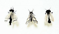 Необычные насекомые Адриенн Антонсон из волос