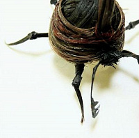 Необычные насекомые Адриенн Антонсон из волос