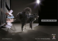 Реклама для домашних животных