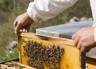 Пчеловодство с нуля: как открыть свою пасеку в 2022 году