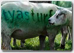 Рекламная идея №3361. Овцы как новые рекламные носители в Йоркшире