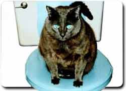 Бизнес-идея: сиденье на унитаз для котов